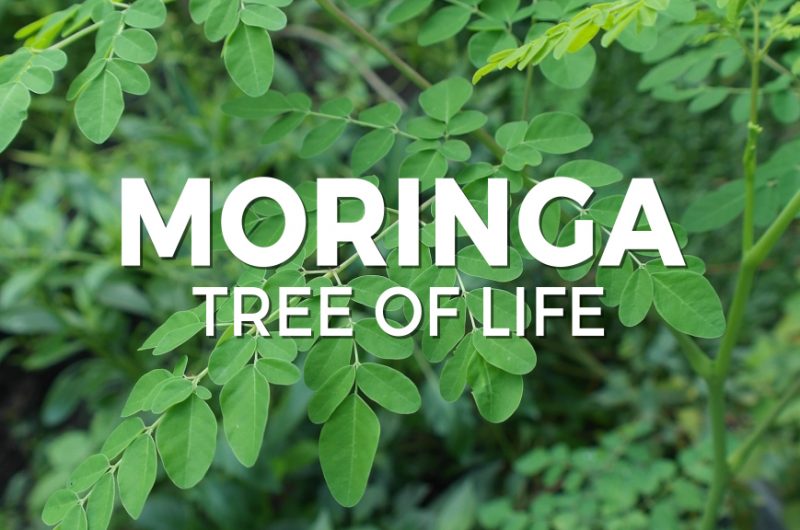 Moringa Tree of Life 1 800x530