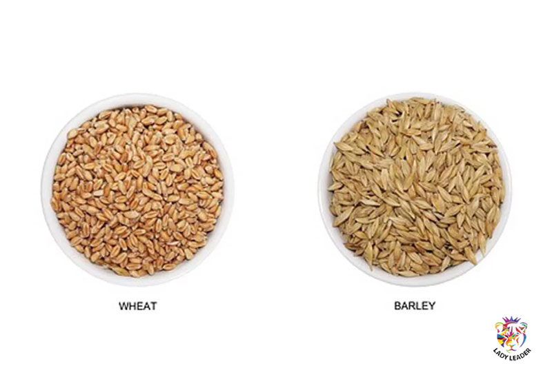 Wheat and Barley