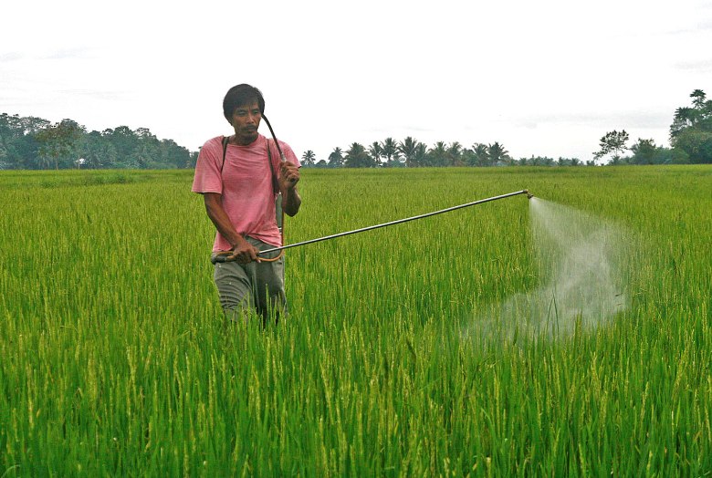 Joel Ayco, a farmer in Barangay Midpapan in Pigcawayan, North Cotabato sprays pesticide in his ricefield on Wednesday, February 15, 2012. Farmers in Midpapan are forced to use pesticides due to the Philippine rice black bug infestation which damages the rice grains. Severe black bug infestation leads to decreased yield in harvest, or worst, crop failure. Ayco’s ricefield  is due for harvest in the first week of March. MindaNews Photo by Ruby Thursday More   